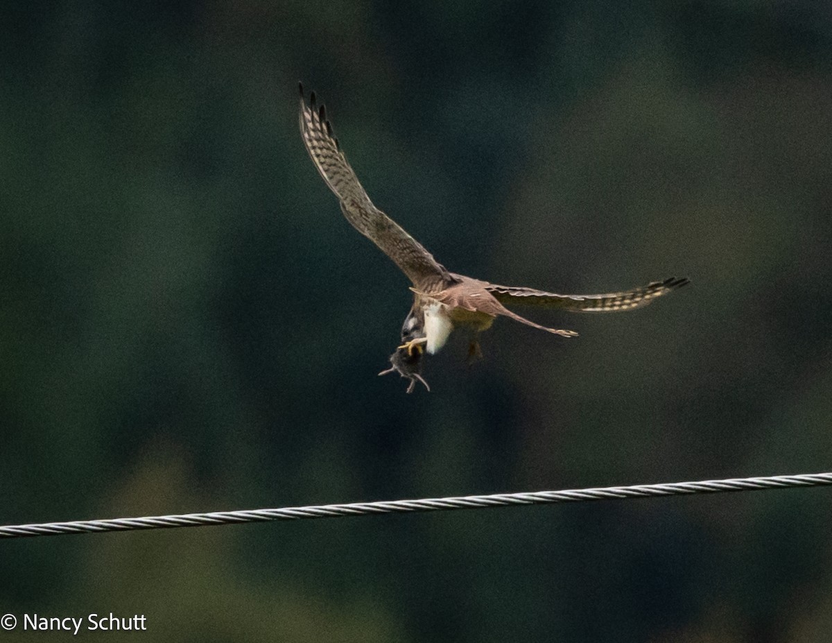 American Kestrel - ML644145271
