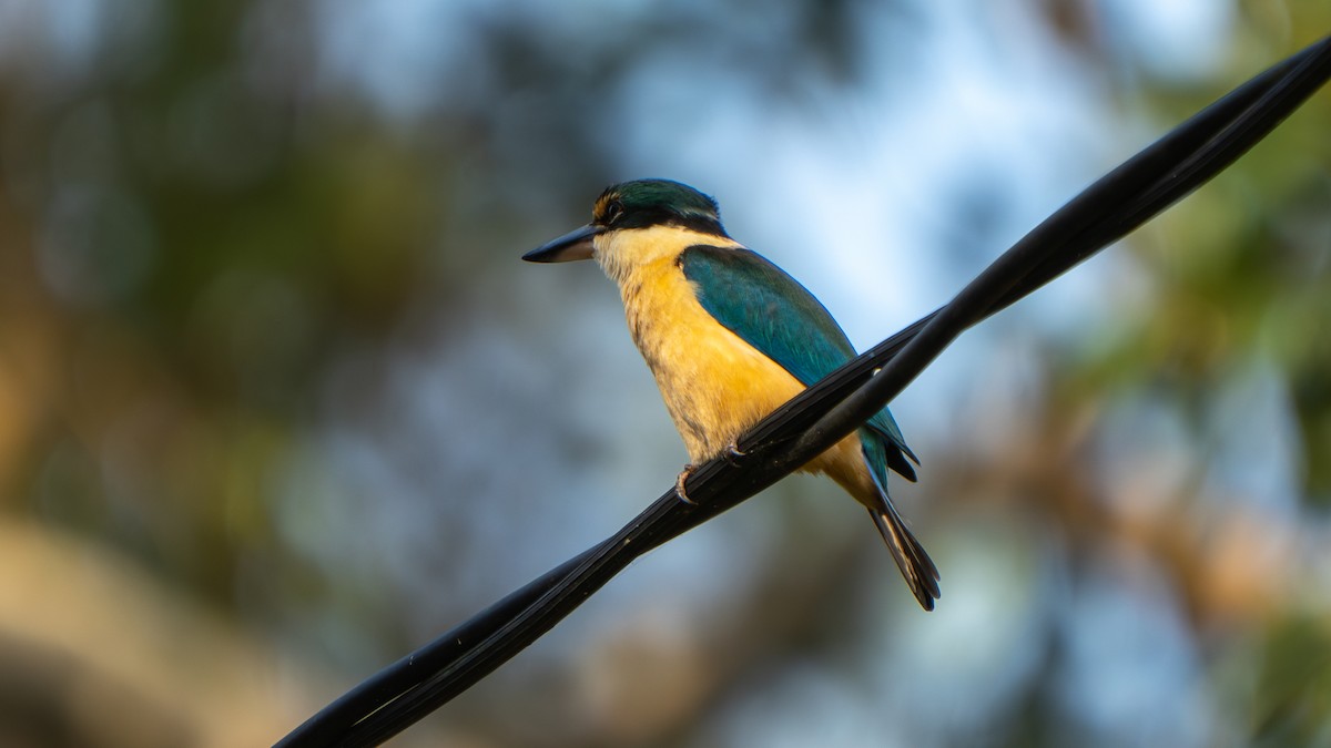 Sacred Kingfisher (Australasian) - ML644145272