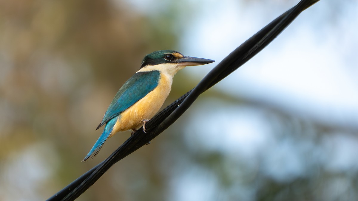 Sacred Kingfisher (Australasian) - ML644145273