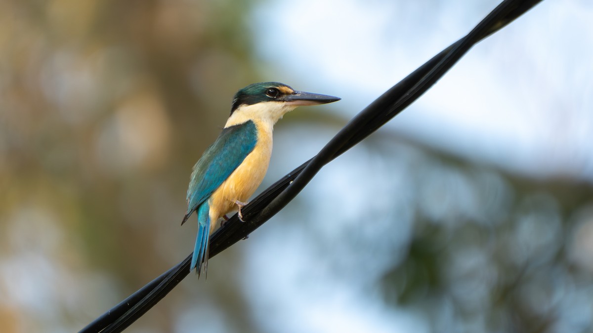 Sacred Kingfisher (Australasian) - ML644145274