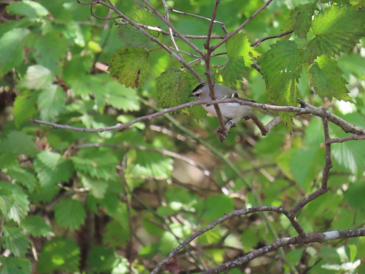 Golden-crowned Kinglet - ML644145275