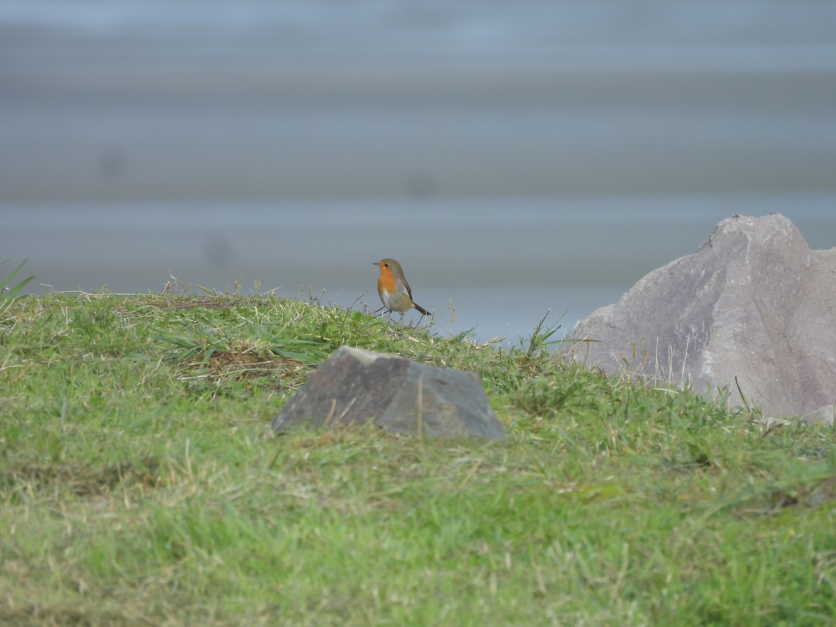 European Robin - ML644145277