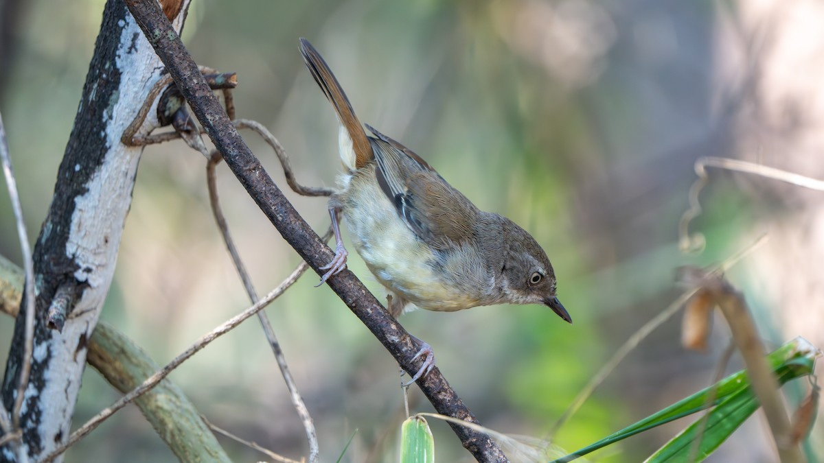 White-browed Scrubwren (White-browed) - ML644145278