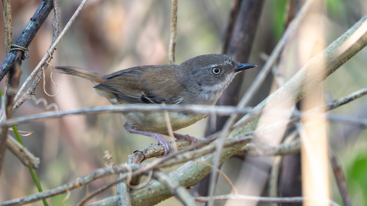 White-browed Scrubwren (White-browed) - ML644145279