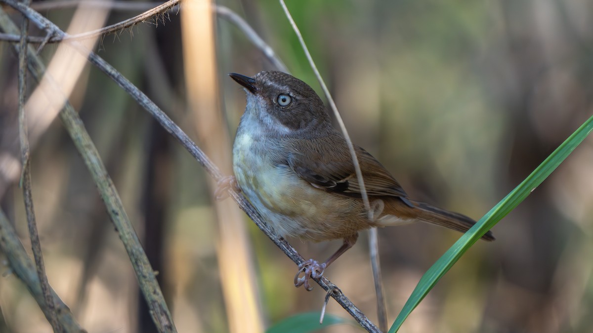 White-browed Scrubwren (White-browed) - ML644145280