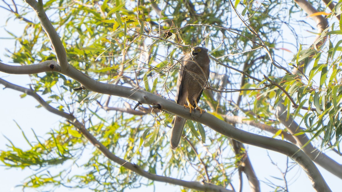 Brown Goshawk - ML644145281