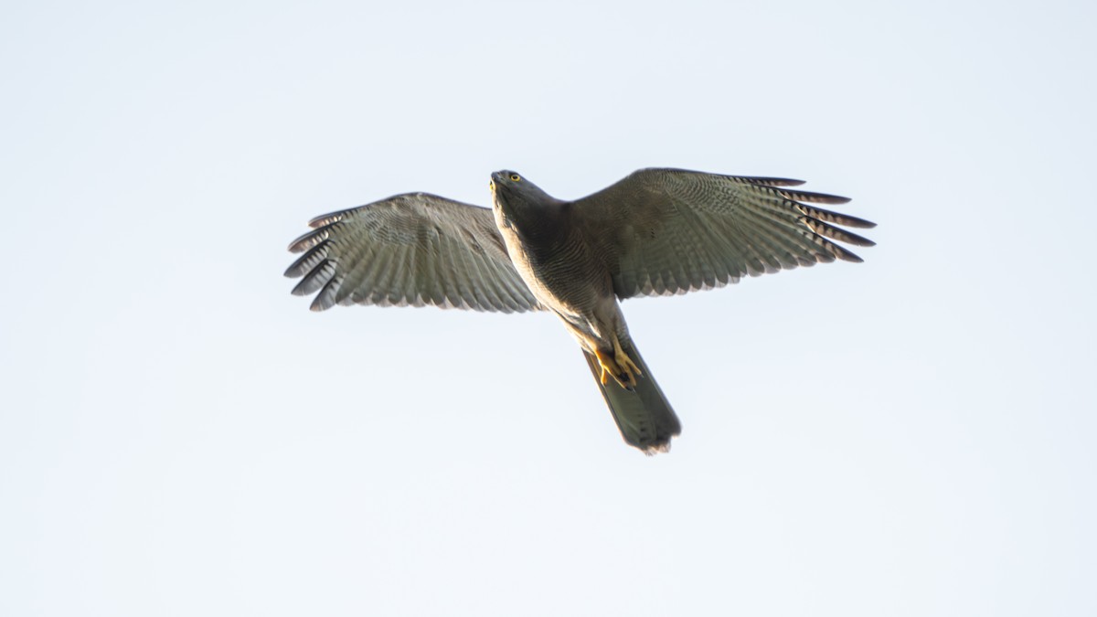 Brown Goshawk - ML644145282