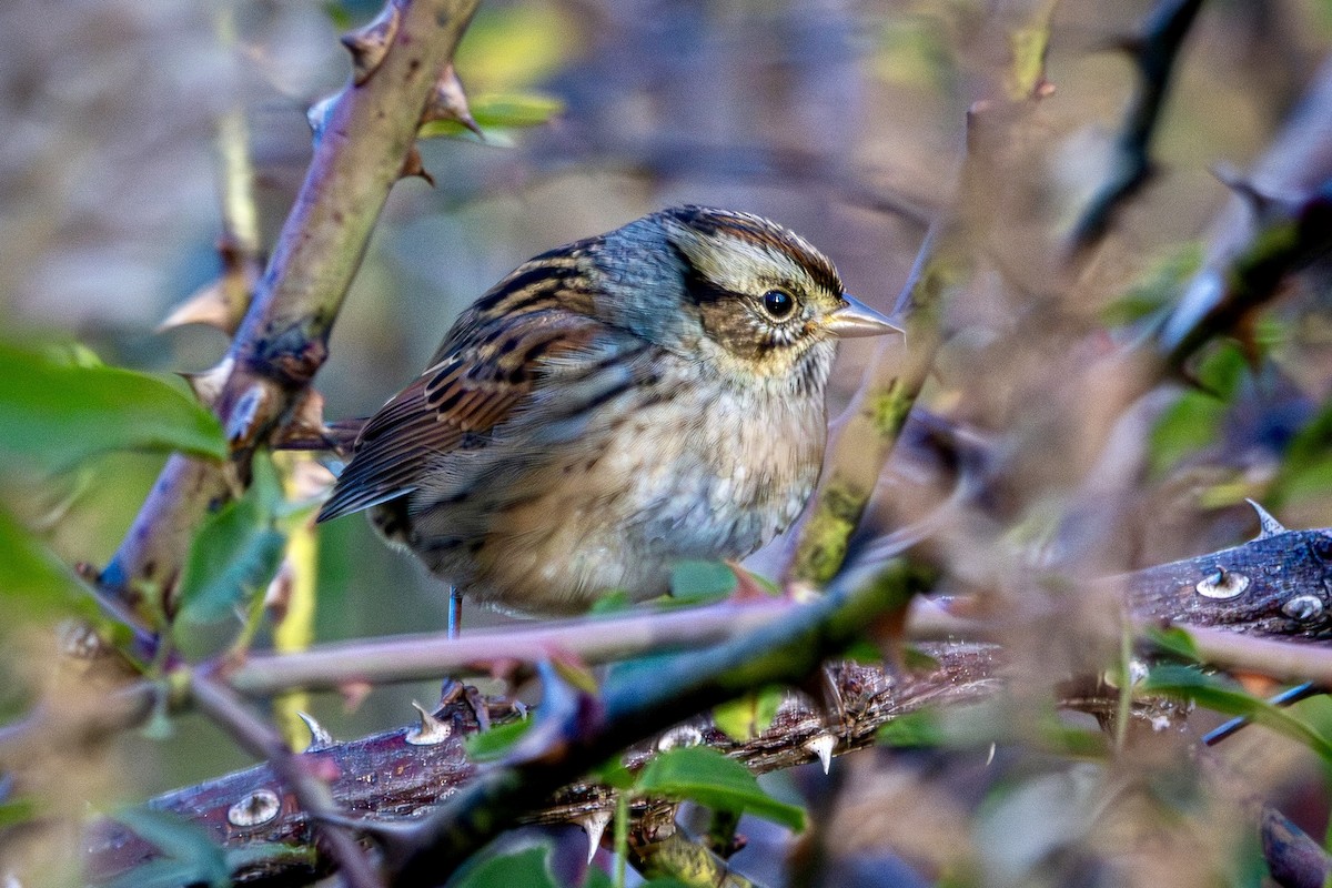 Swamp Sparrow - ML644145283