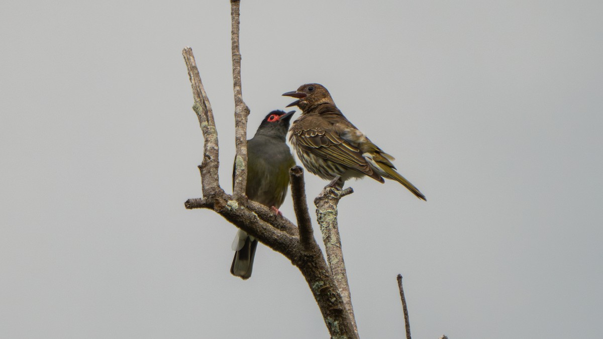 Australasian Figbird (vieilloti) - ML644145285