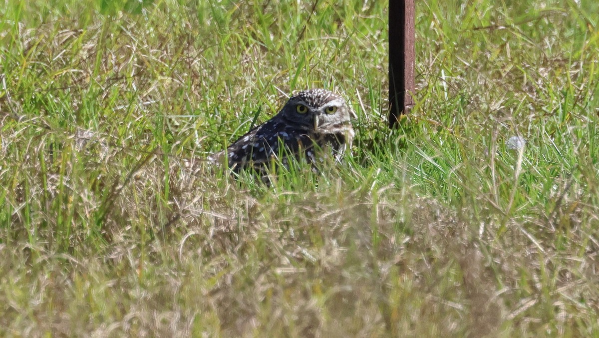 Burrowing Owl (Florida) - ML644145286