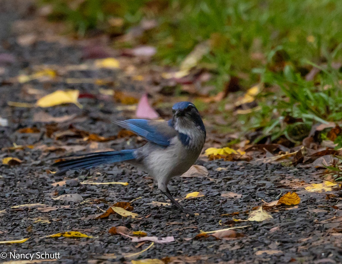 California Scrub-Jay - ML644145287