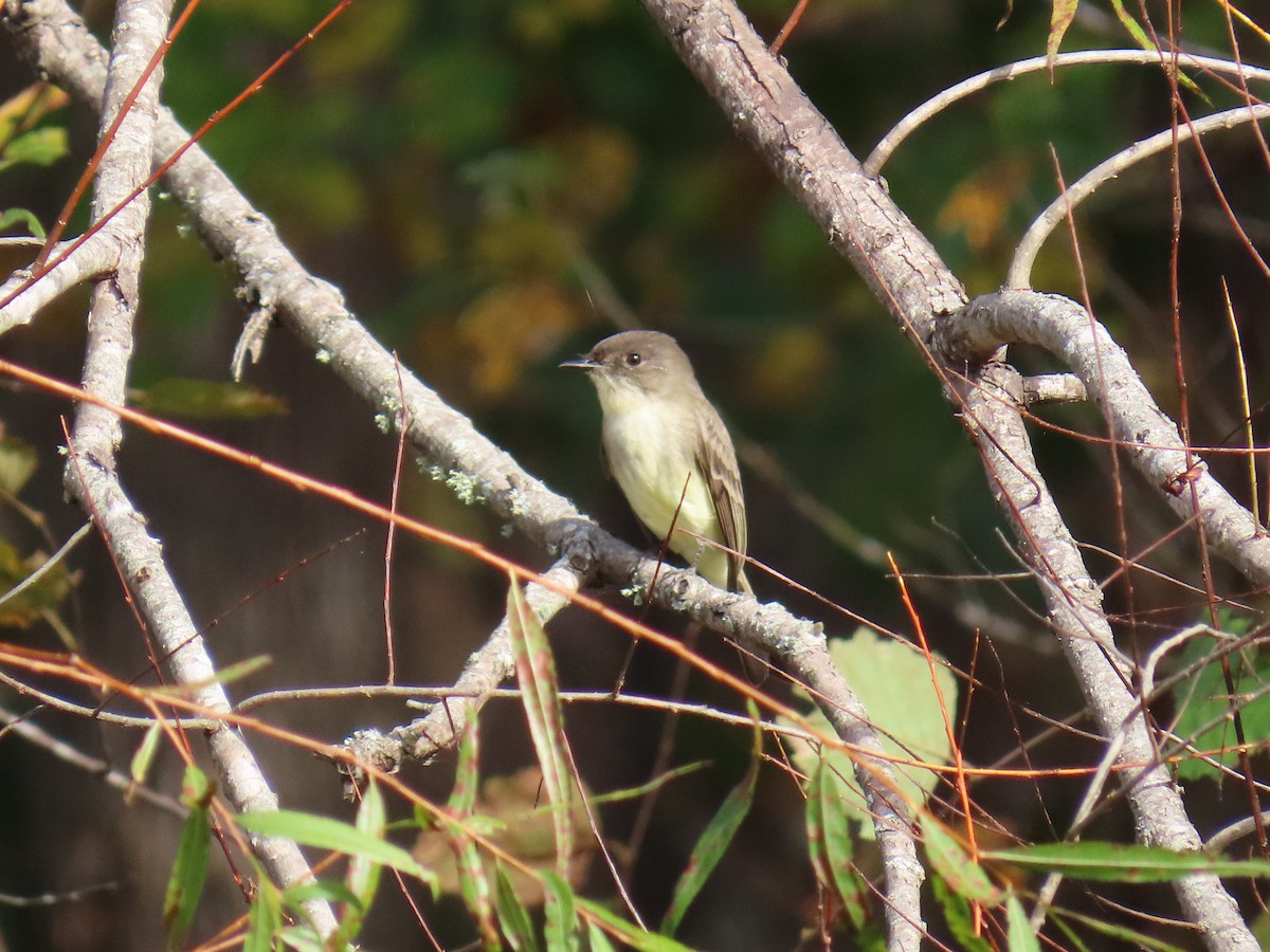 Eastern Phoebe - ML644145288