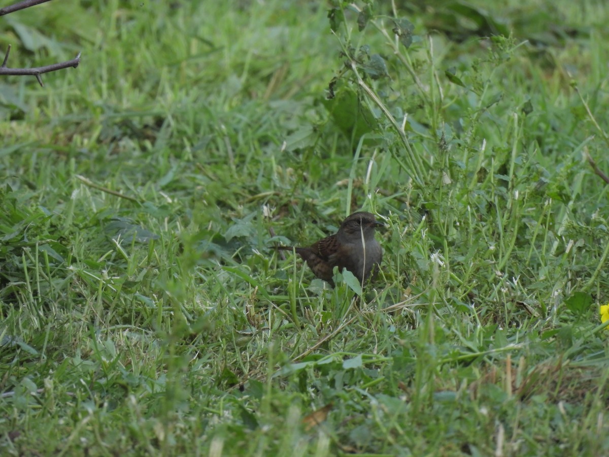 Dunnock - ML644145289