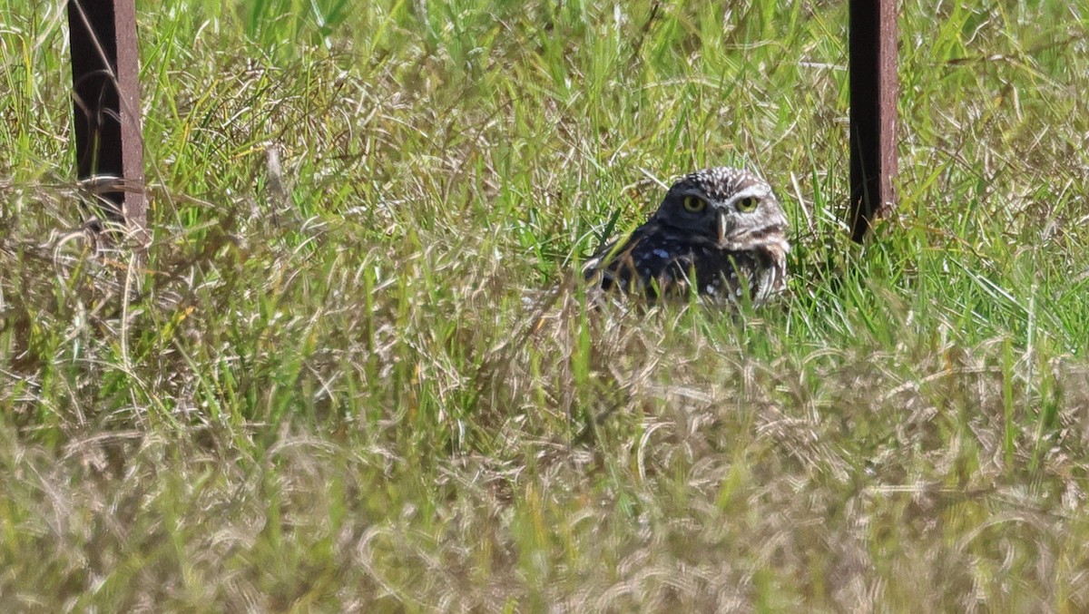 Burrowing Owl (Florida) - ML644145290