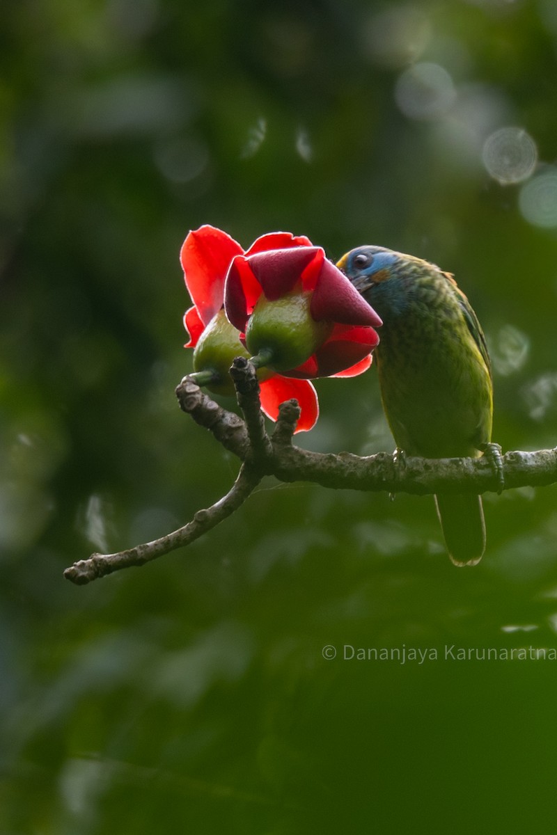 Yellow-fronted Barbet - ML644145291