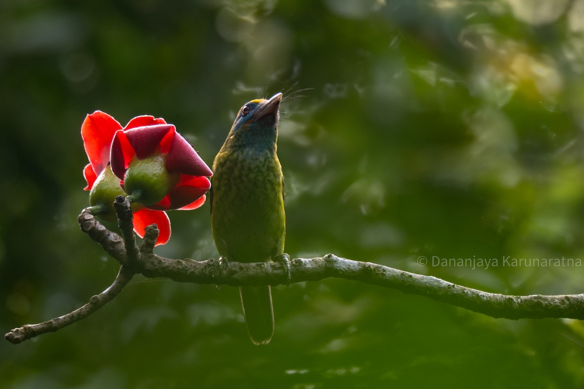 Yellow-fronted Barbet - ML644145292