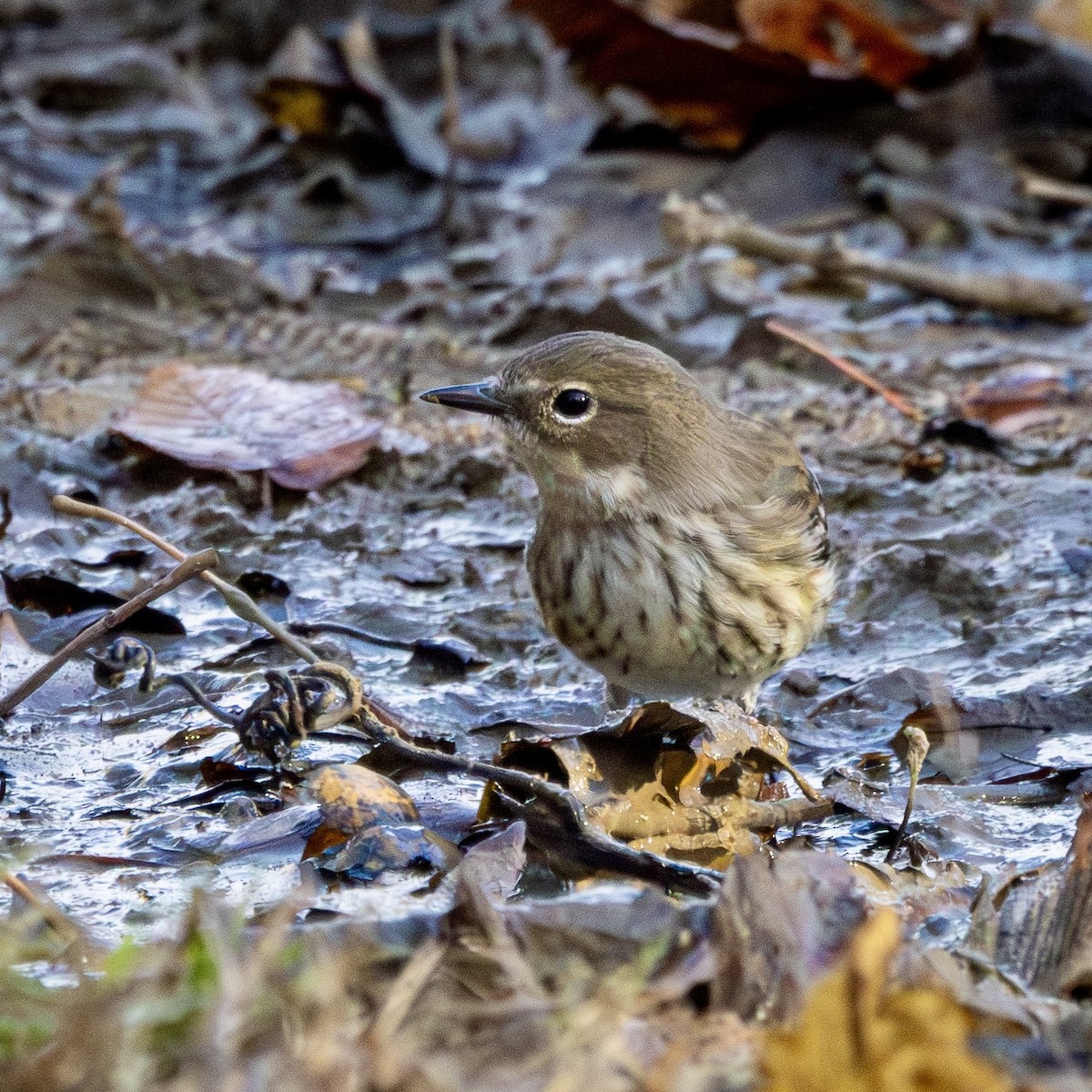 Yellow-rumped Warbler - ML644145294