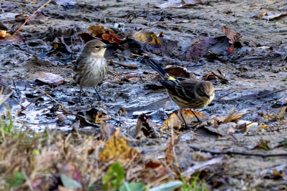 Yellow-rumped Warbler - ML644145295