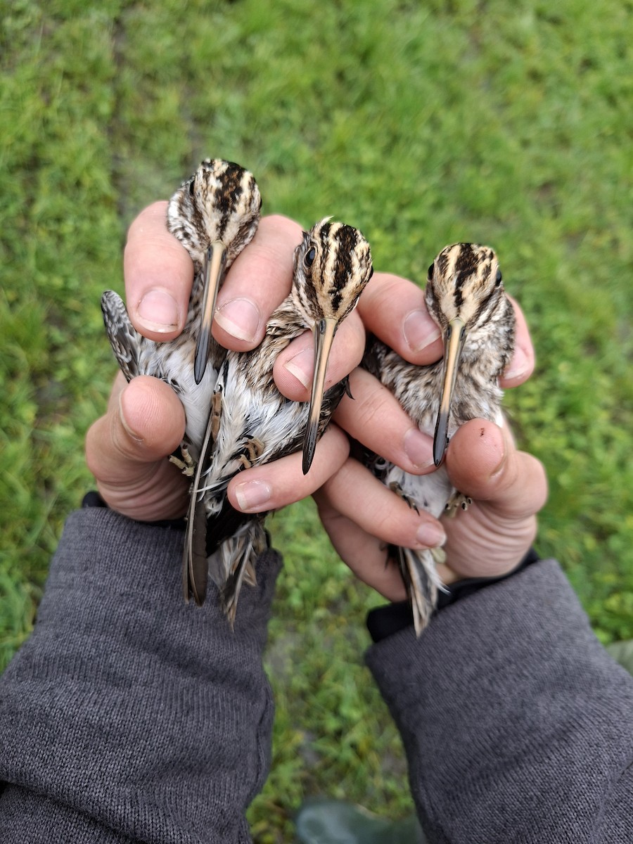 Jack Snipe - ML644145296