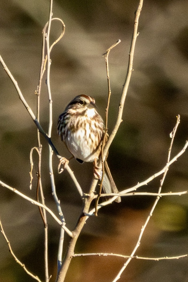Song Sparrow - ML644145297