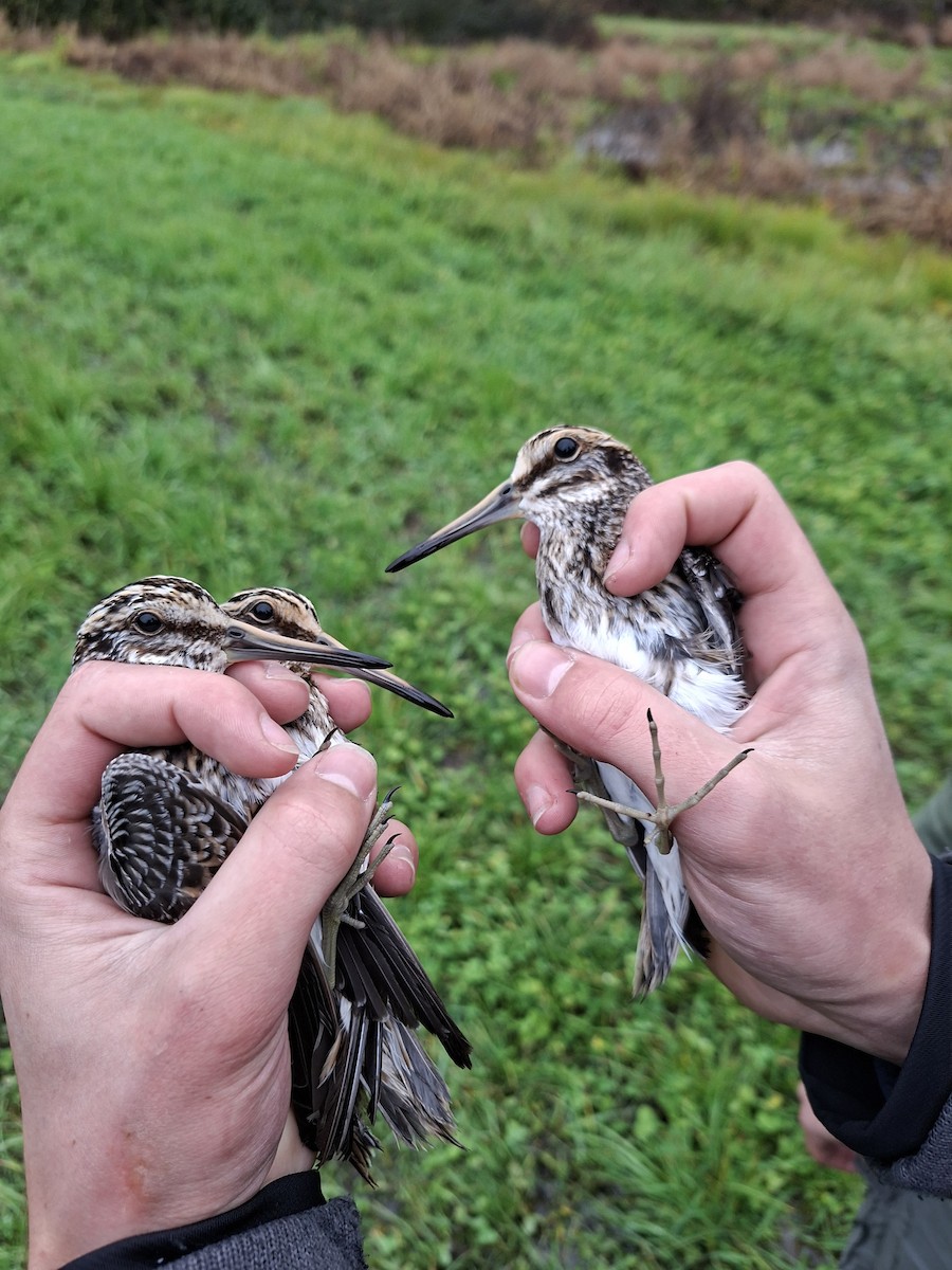 Jack Snipe - ML644145298