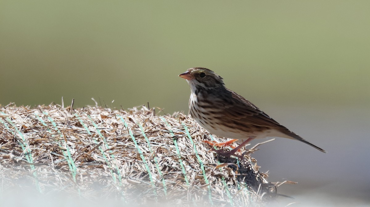 Savannah Sparrow - ML644145299