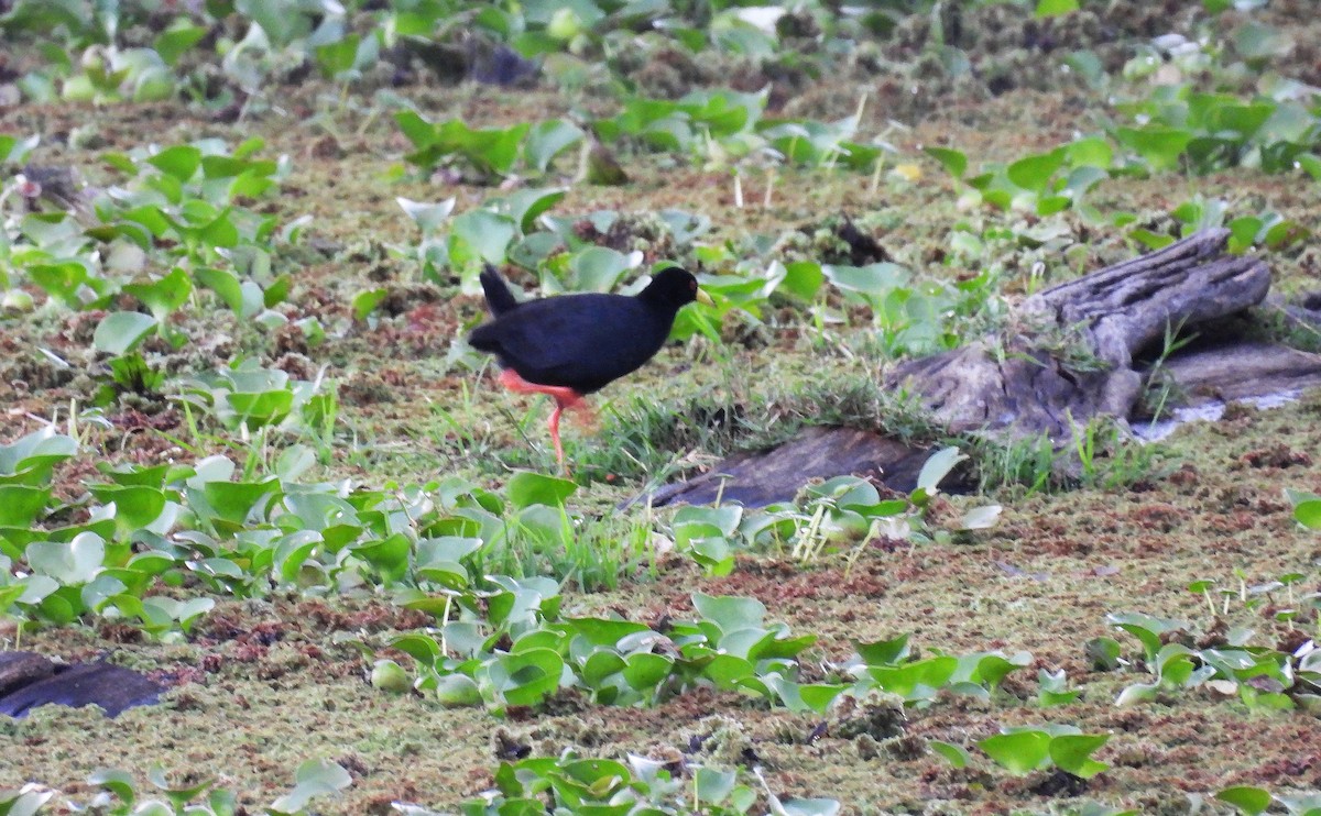 Black Crake - ML644145300