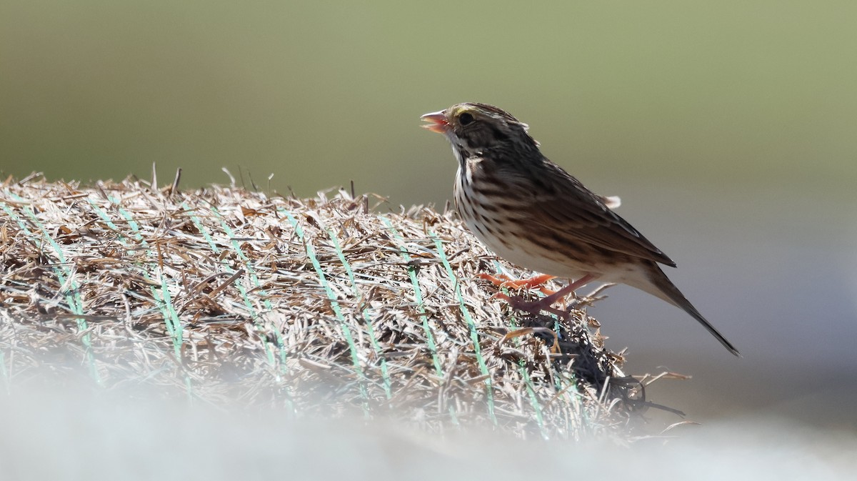 Savannah Sparrow - ML644145301