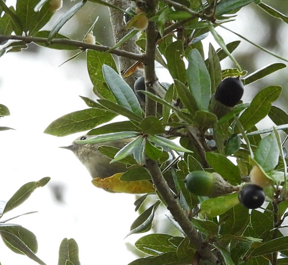 Ruby-crowned Kinglet - ML644145303