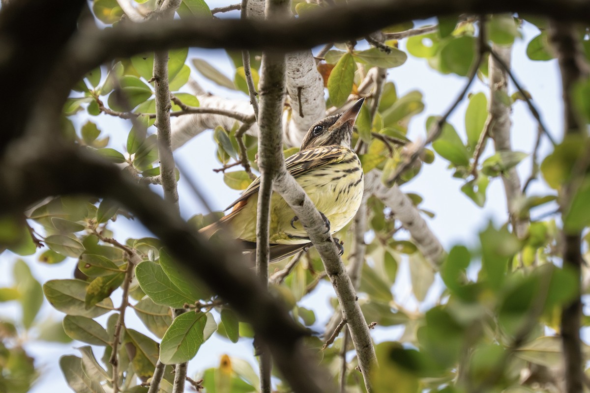Sulphur-bellied Flycatcher - ML644145315