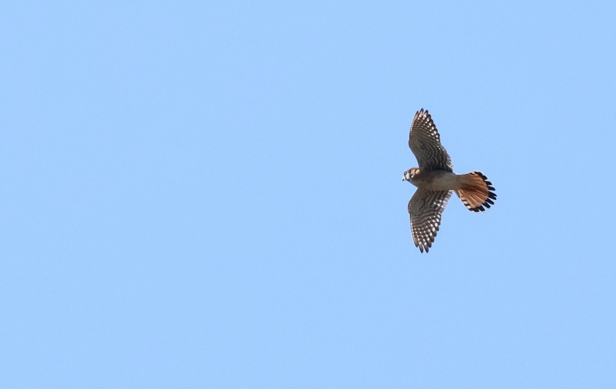 American Kestrel - ML644145316