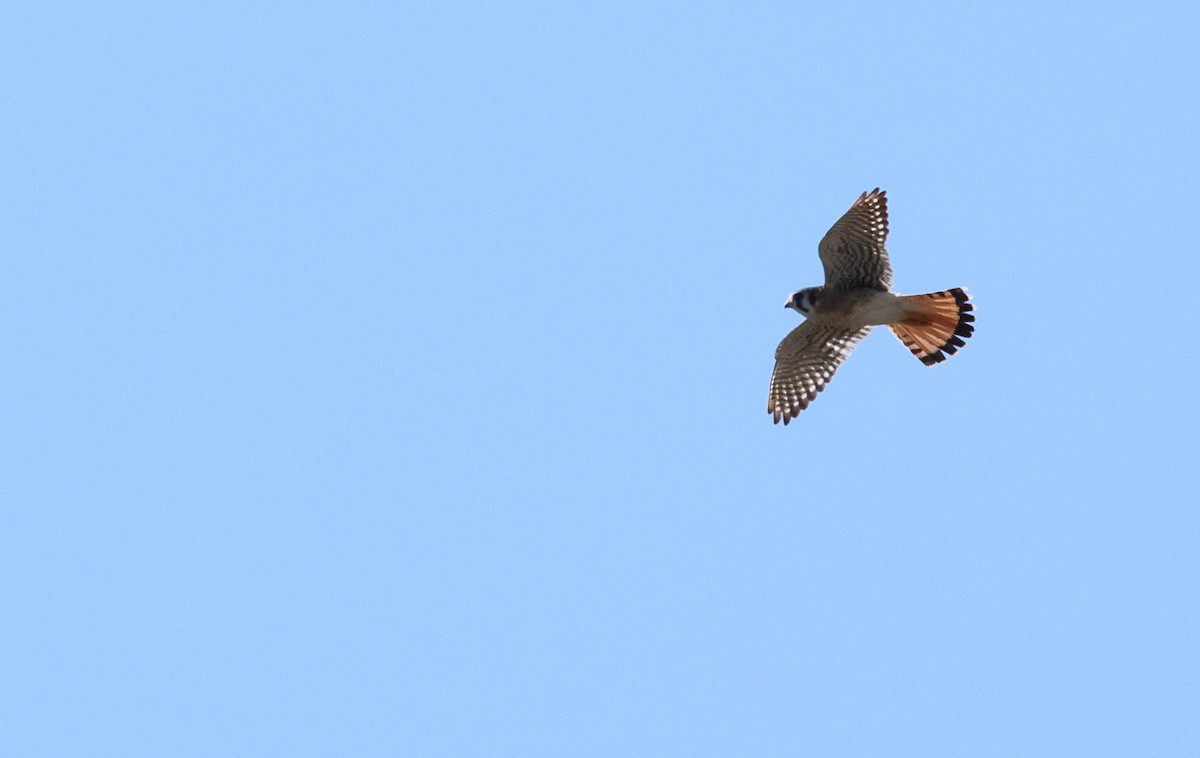 American Kestrel - ML644145318