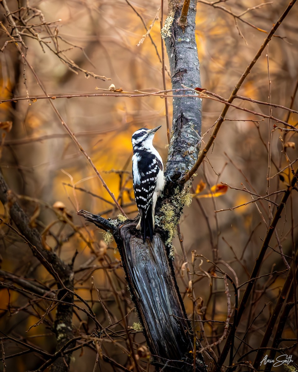 Hairy Woodpecker - ML644145319