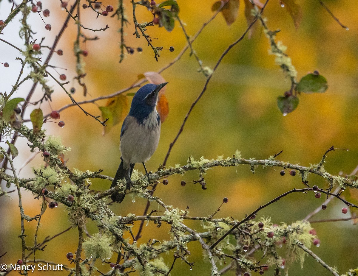 California Scrub-Jay - ML644145332