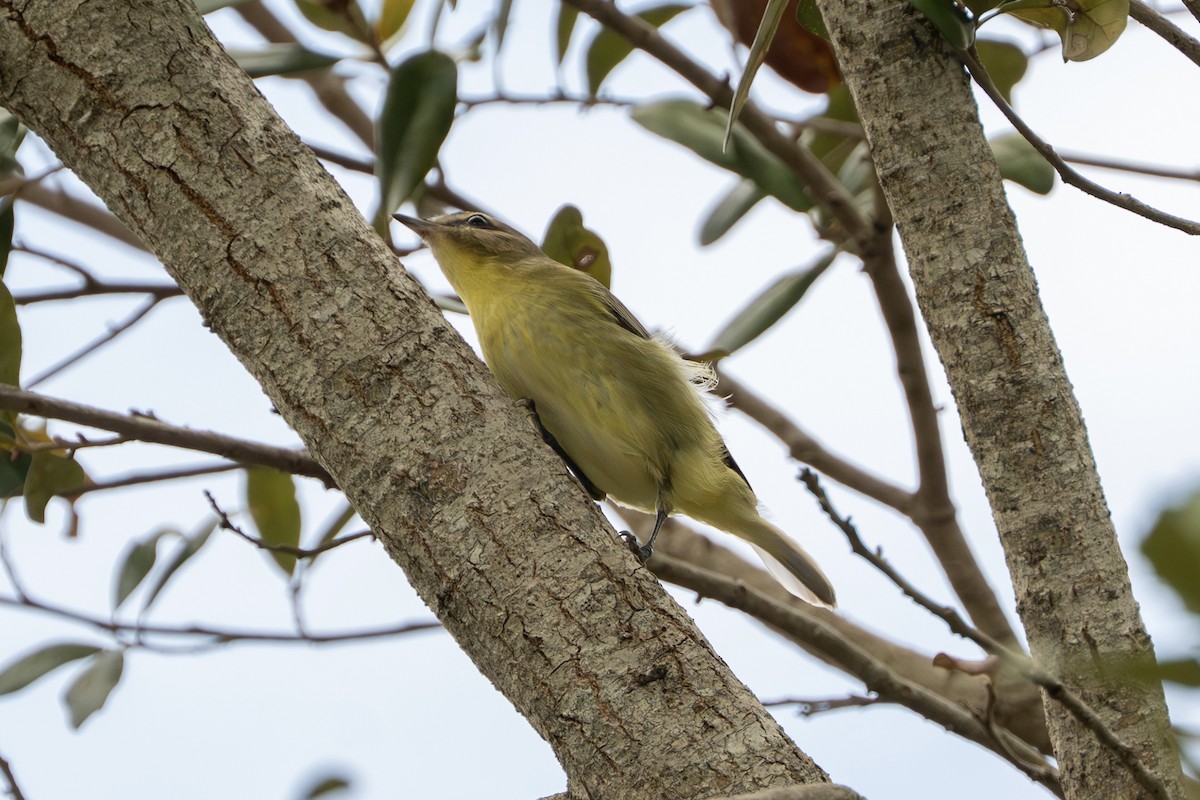 Philadelphia Vireo - ML644145333