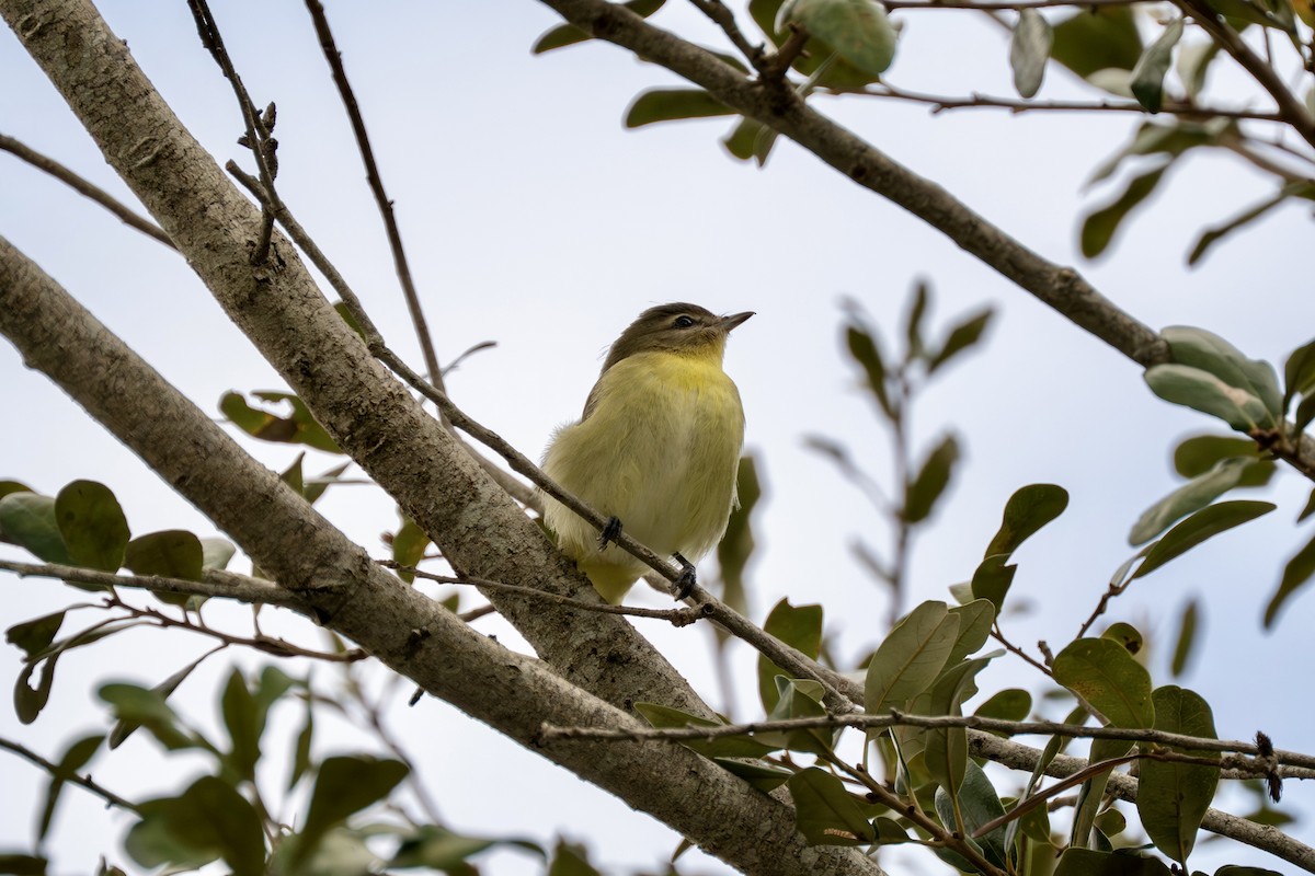 Philadelphia Vireo - ML644145334