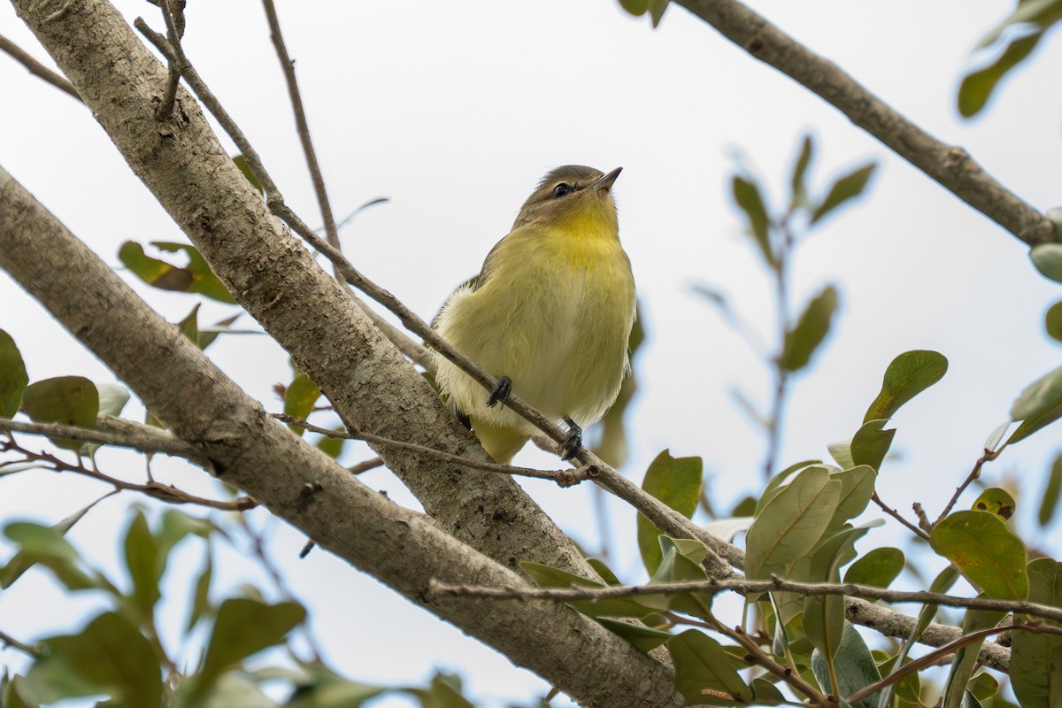 Philadelphia Vireo - ML644145335