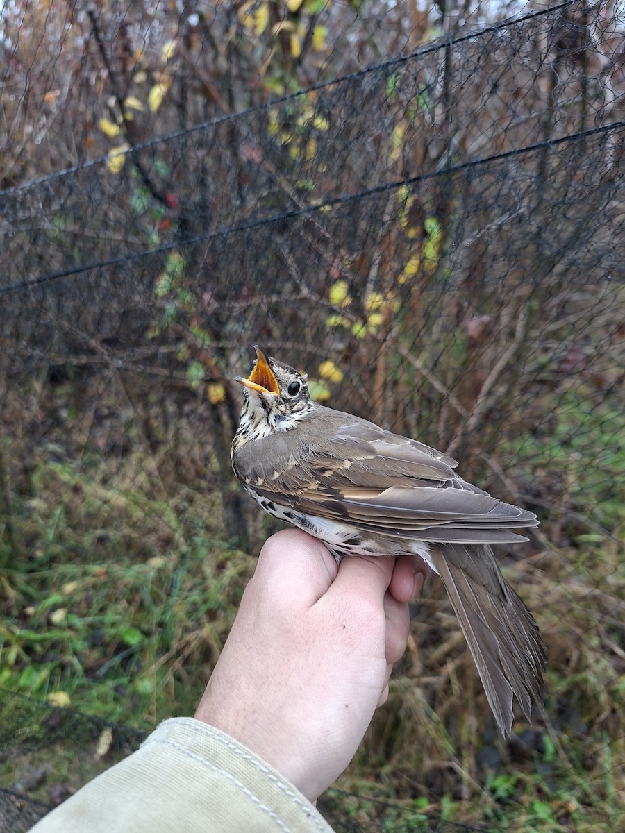 Song Thrush - ML644145339