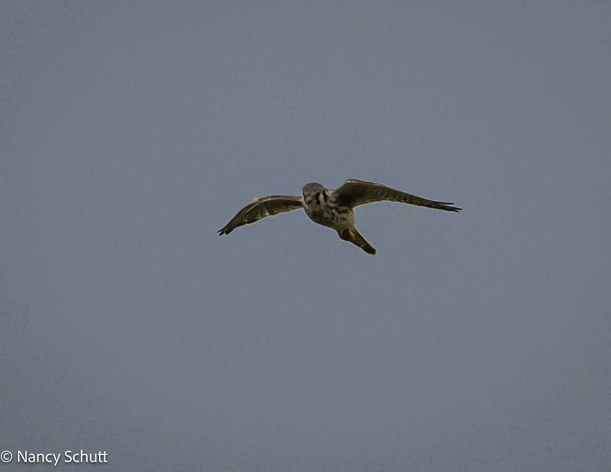 American Kestrel - ML644145341