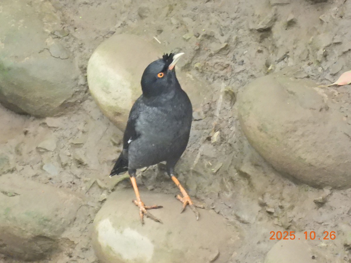 Crested Myna - ML644145342