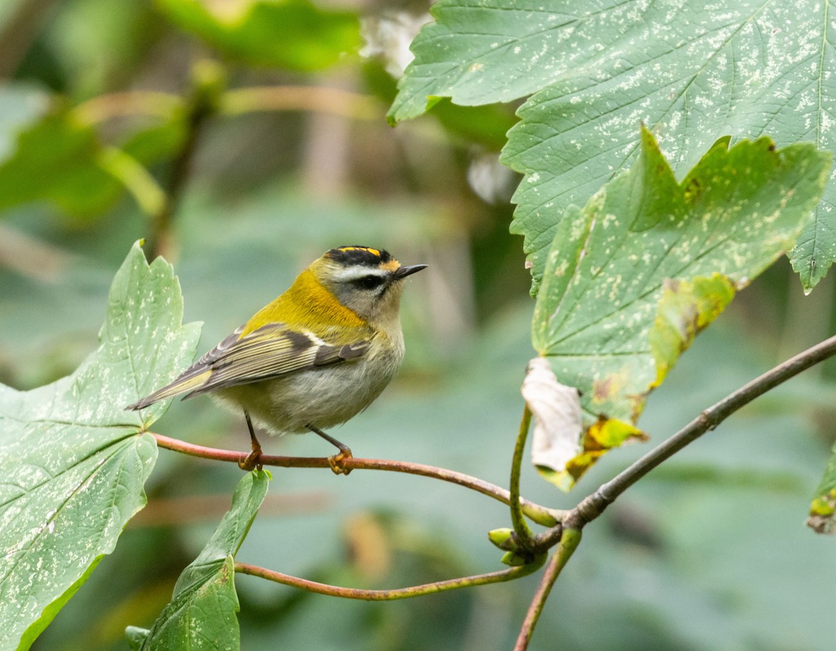 Common Firecrest - ML644145349