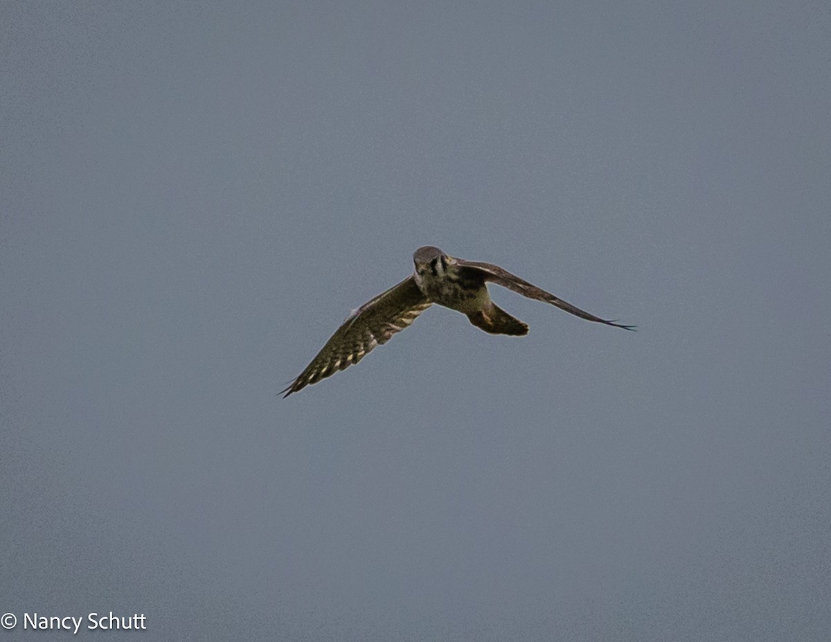 American Kestrel - ML644145350