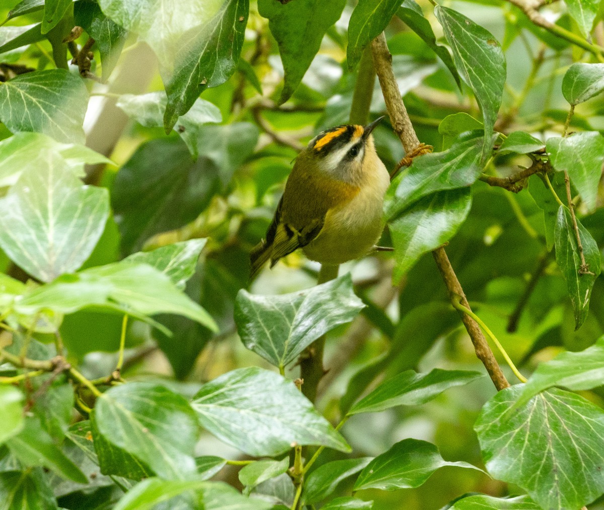 Common Firecrest - ML644145356