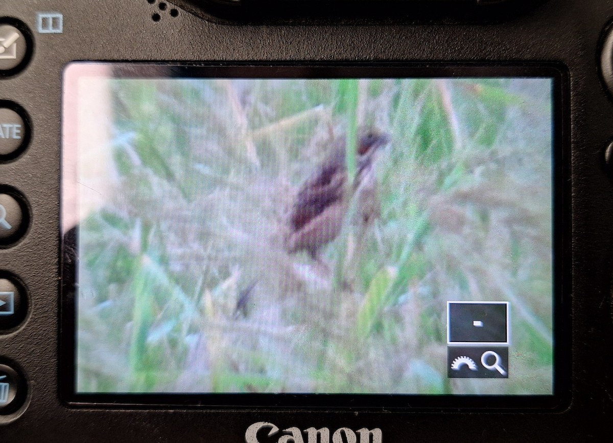 Шар нүдэн хөмрөг - ML644145357