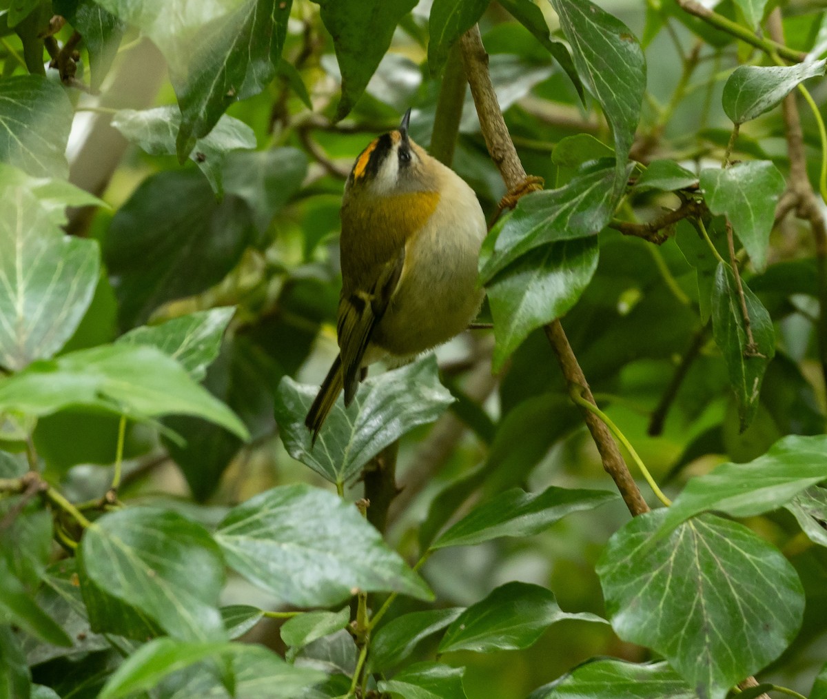 Common Firecrest - ML644145360