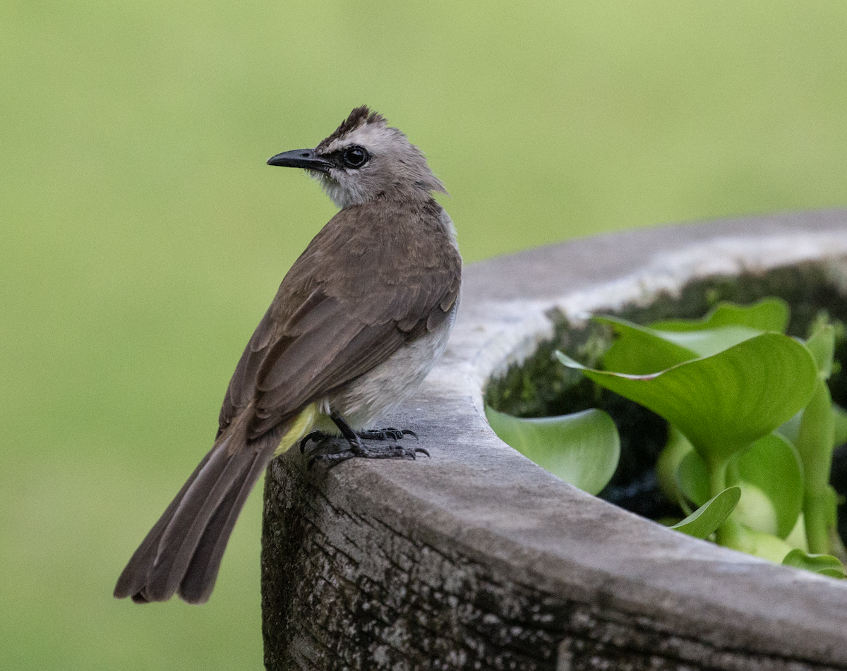 Yellow-vented Bulbul - ML644145364