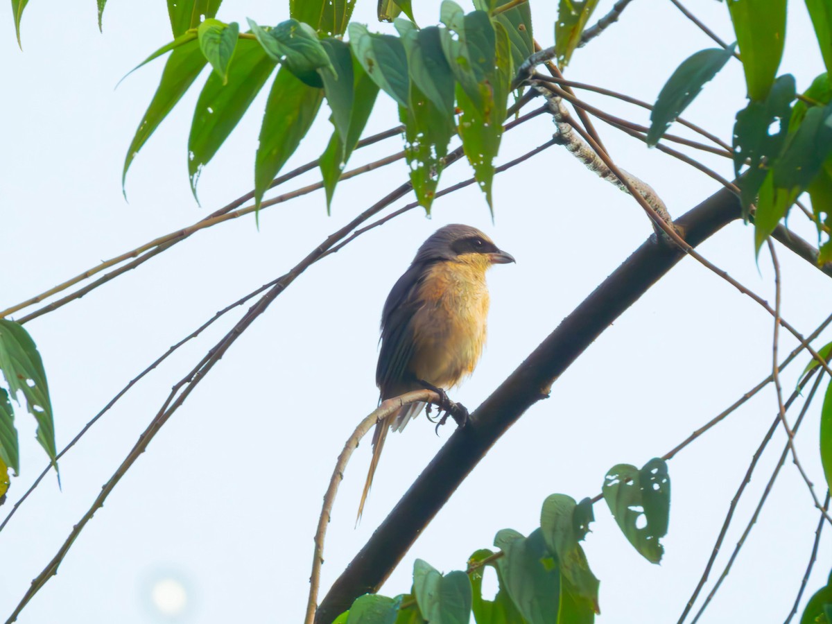 Gray-backed Shrike - ML644145366