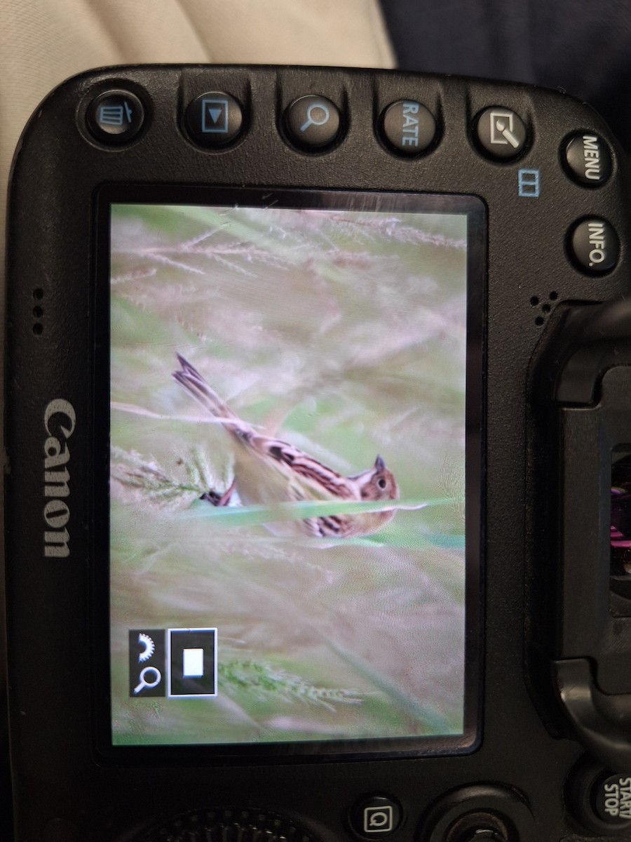 シベリアジュリン - ML644145368