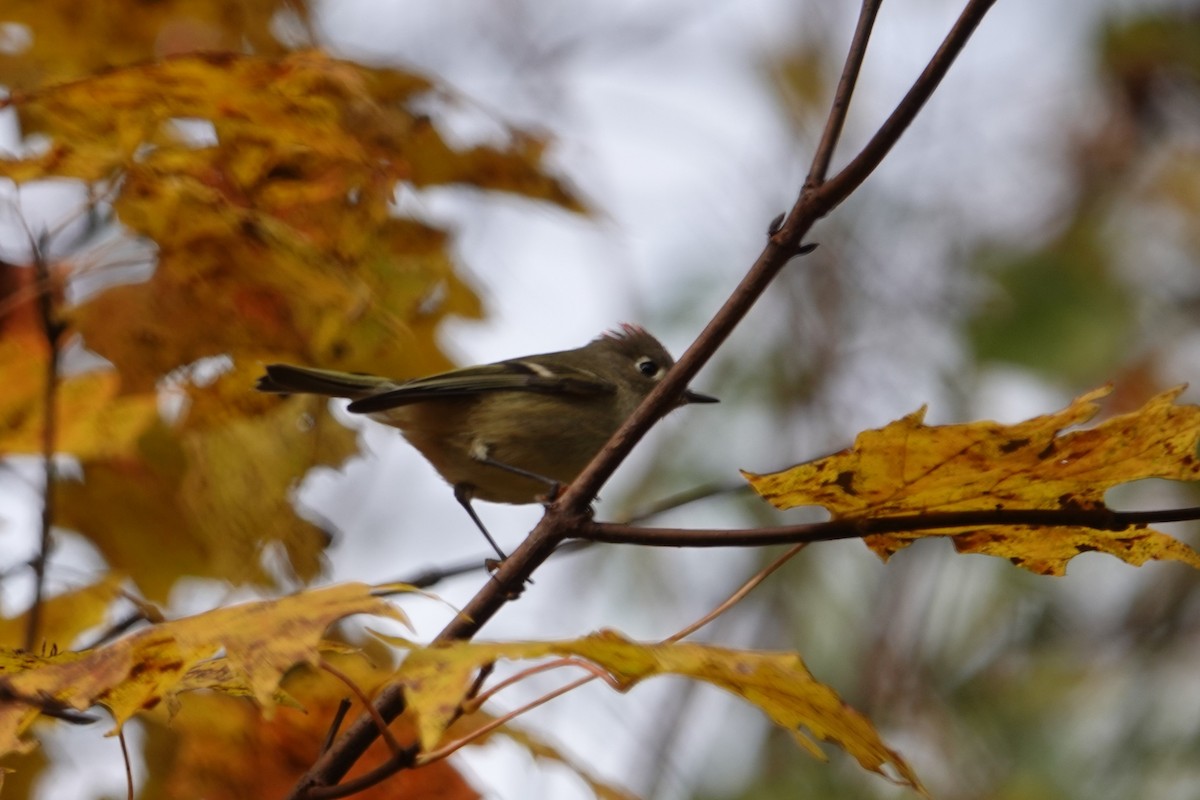 Ruby-crowned Kinglet - ML644145369