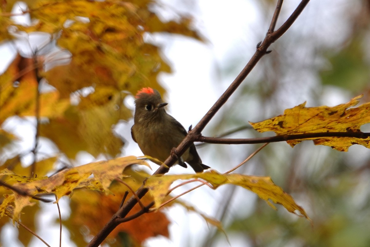 Ruby-crowned Kinglet - ML644145370
